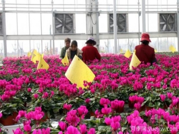 扬州高邮：每天发货30万株，花工厂绽放乡村振兴致富花