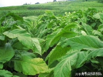 方城柳河：推进烟叶种植，致力乡村发展