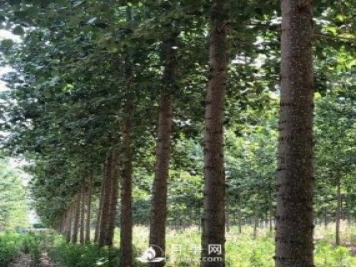 河南周口：培育出不飞絮的杨树新品种