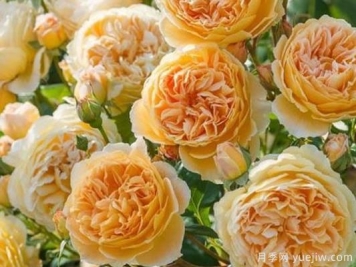 大花香水月季的养护方法，分享10种花香飘满屋