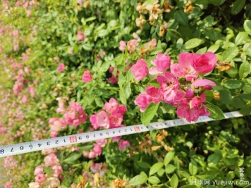 安吉拉月季盆栽苗，60厘米高基地发货