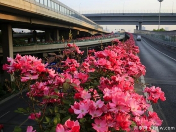 30万株新品种，杭州高架月季会带来什么样的惊喜？