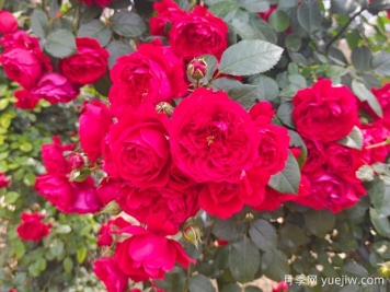 6款红色系的藤本月季品种，适合打造网红花墙