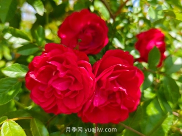 月季红木香爆花机器，花艳丽花量大花期长