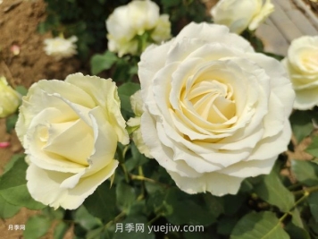十一朵白玫瑰的花语和寓意