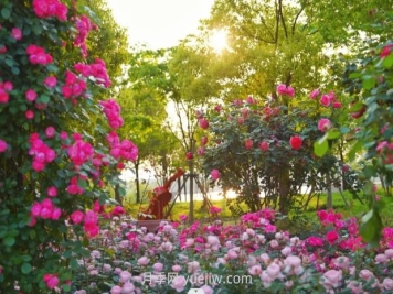 上海前滩休闲公园，月季花海盛景等你赏