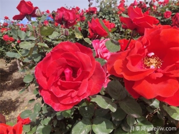 月季、玫瑰、蔷薇分别是什么？如何区别？