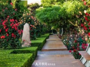 秦皇岛适合养月季花，市花和市树是什么
