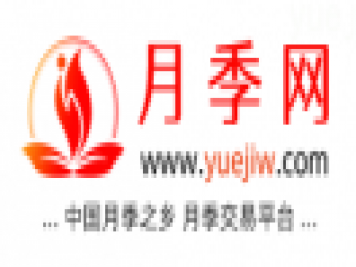 中国上海龙凤419，月季品种介绍和养护知识分享专业网站